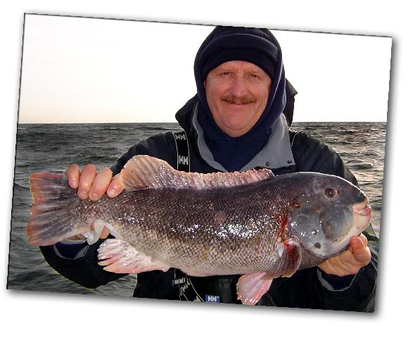 Caught on the
                      Codfather blackfish tautog white chin