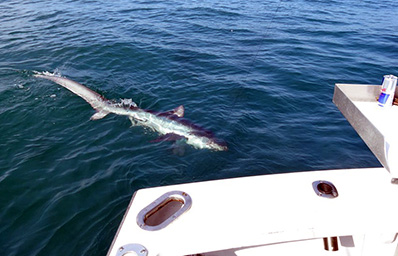 Bob Sullivam
                      catches a nice 12 lb 6oz Tautog off the wrecks!